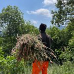 La raccolta delle erbe aromatiche con l’aiuto dei lavoratori a giornata - Foto archivio Cooperativa di comunità La volpe e il mirtillo